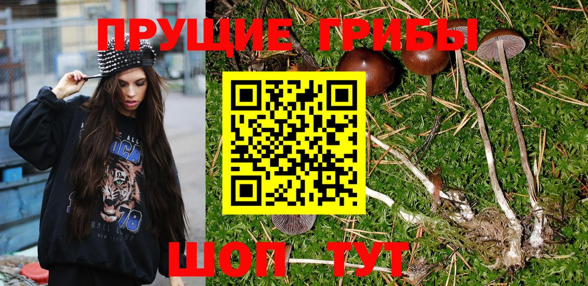 Гурьевск  Псилоцибиновые грибы Psilocybine cubensis  Вход с VPN 
